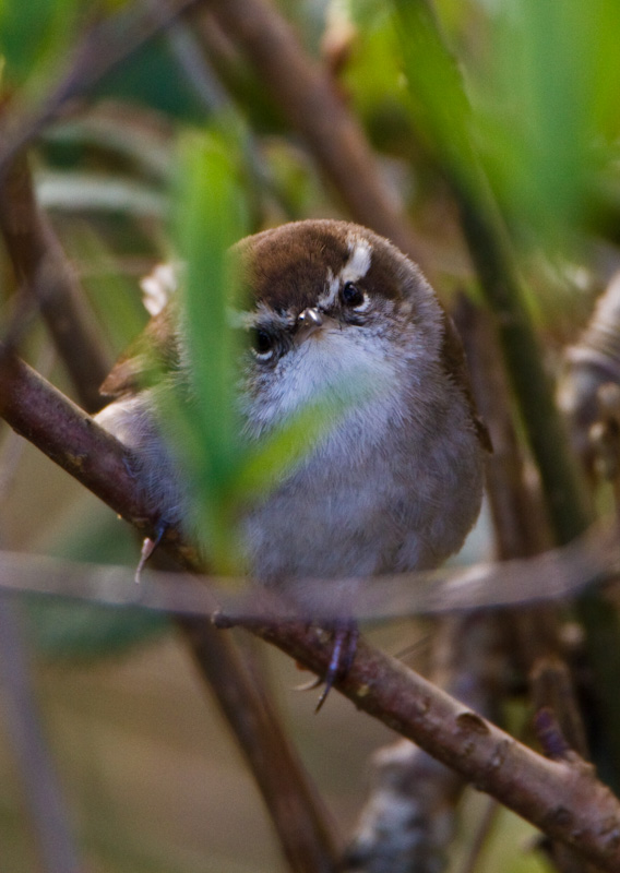 Bewicks Wren